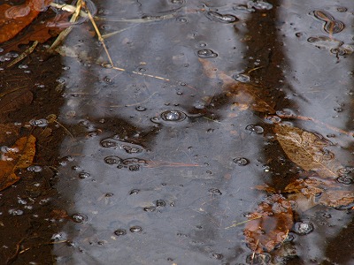 O1246756.jpg