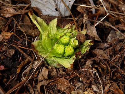 O1246763.jpg